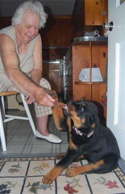 Sit Stay Dog Hotel